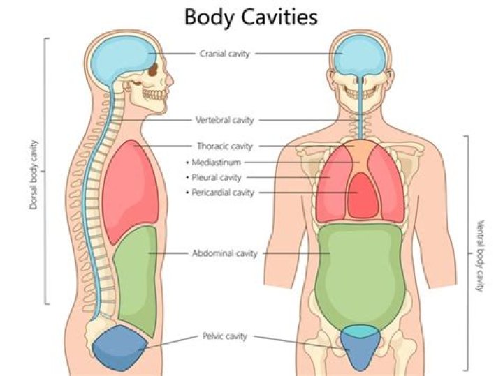 What structure separates the body cavities from one another