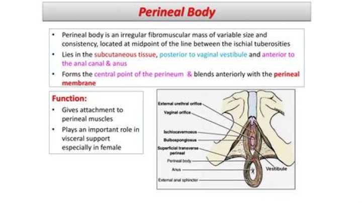 What structures are attached to the perineal body