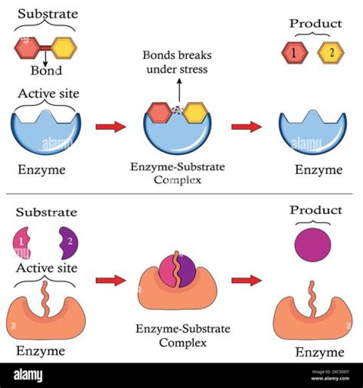 What substrates are used in the DNA synthesis reaction