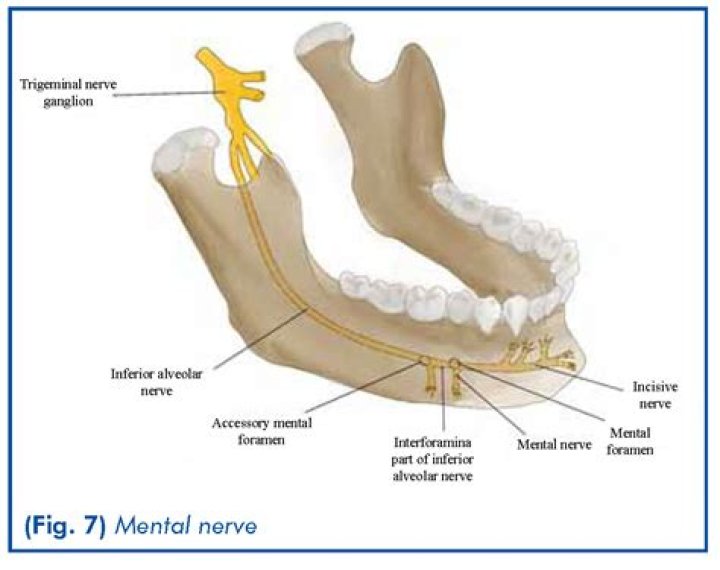What teeth does the mental nerve innervate