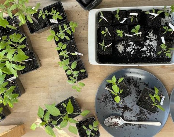 What time of day should I trim my plants