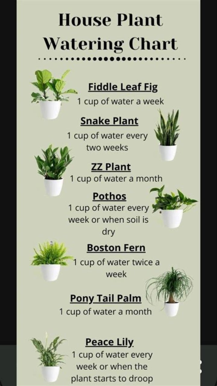 What time of the day should you water plants