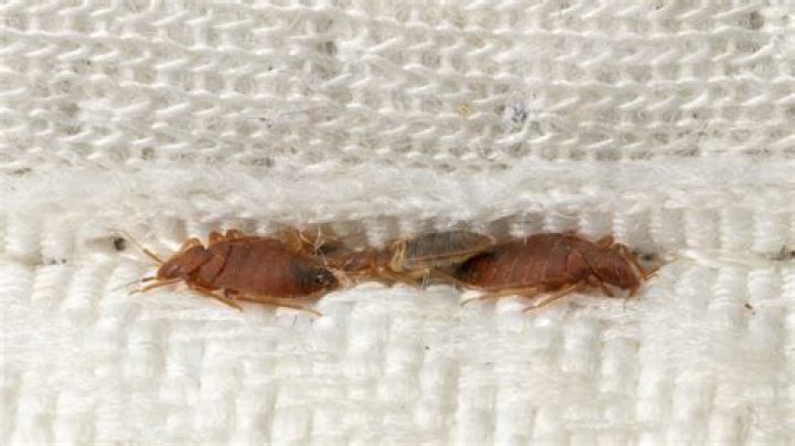 What time of year are bed bugs most active