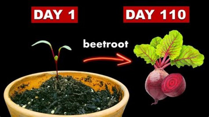 What time of year do beets grow