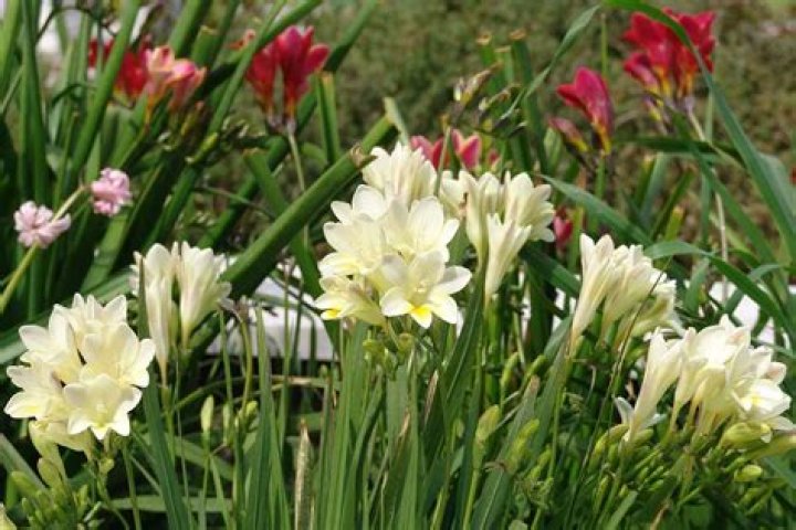 What time of year do freesias bloom