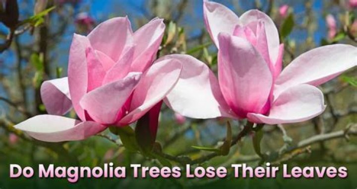 What time of year do magnolia trees drop their leaves