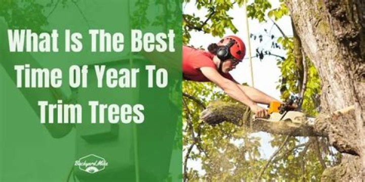 What time of year do you trim cedar hedges