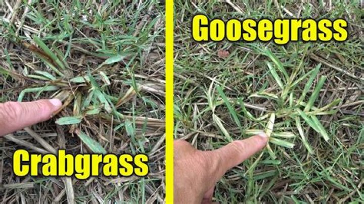 What time of year does crabgrass die