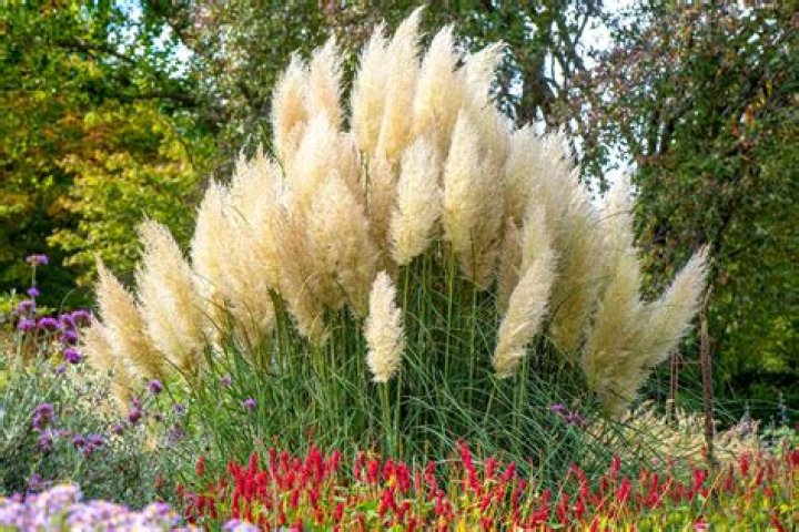 What time of year does pampas grass flower