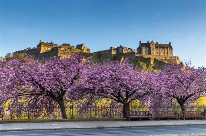 What time of year does the heather bloom in Scotland