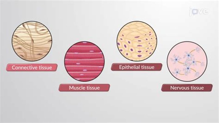 What tissue is the effector anatomy