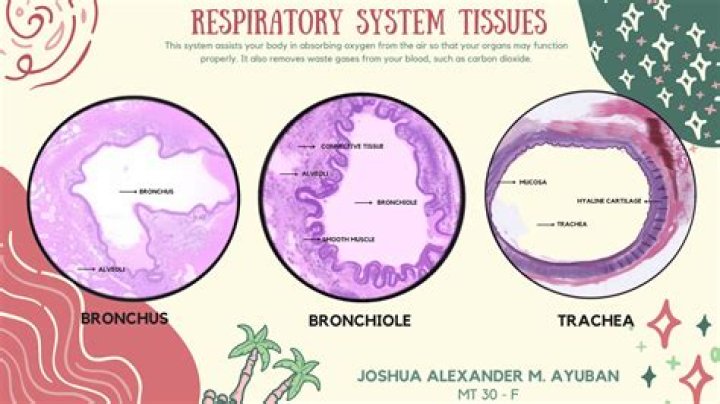 What tissues are in the respiratory system