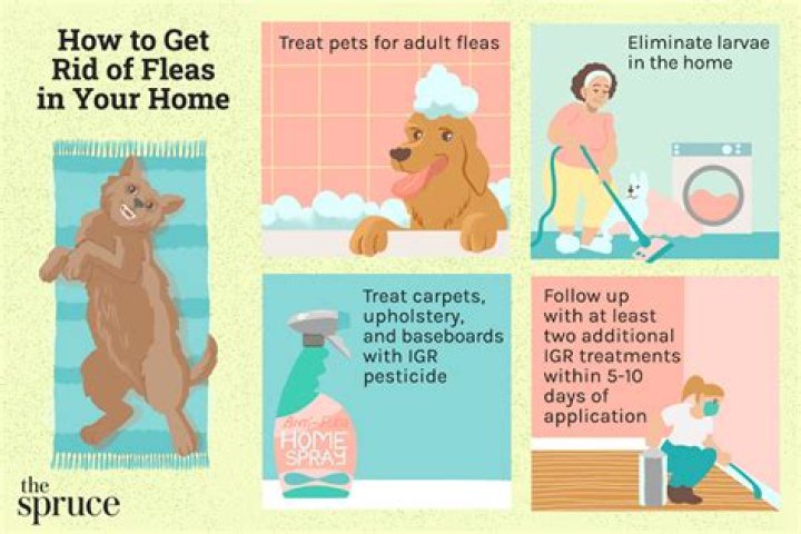 What to do in your house if your dog has fleas