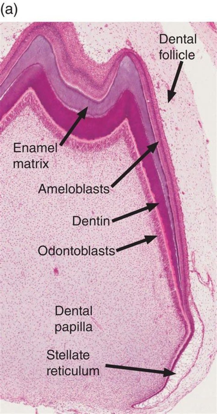 What tooth structure does the inner enamel epithelium develop