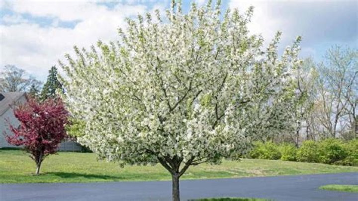 What trees are blooming in North Carolina right now