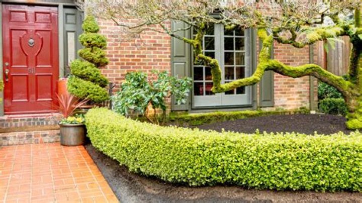 What trees can I plant in a small garden