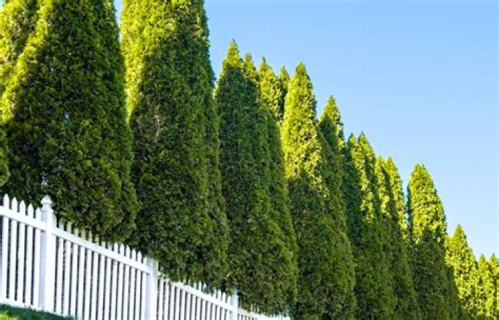 What trees work best for privacy