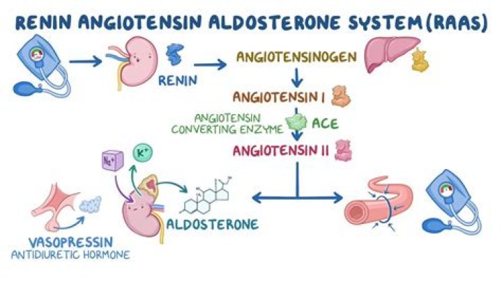 What triggers angiotensin II