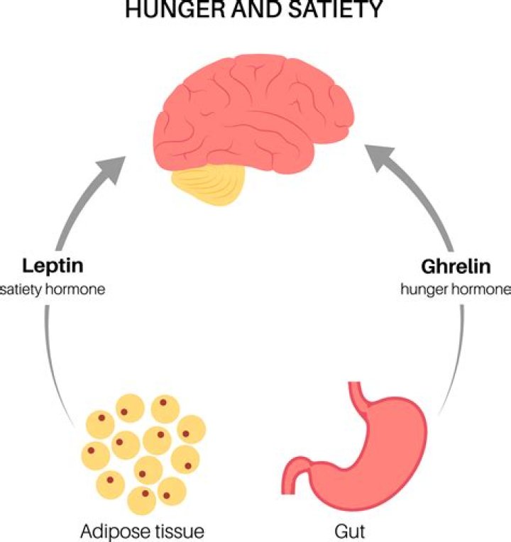 What triggers leptin to be released
