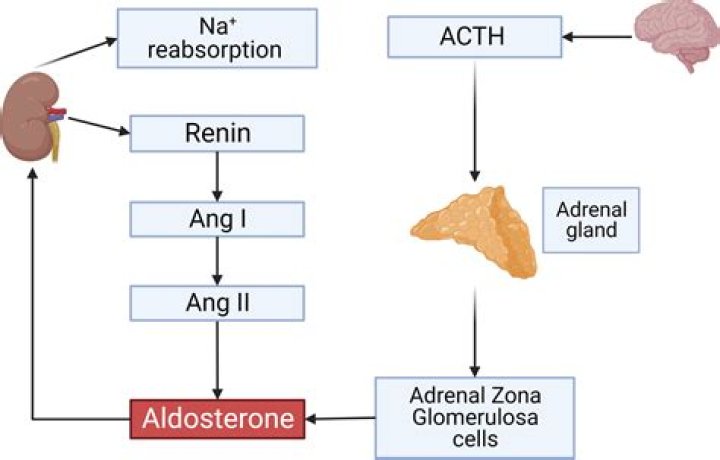 What triggers the release of androgens
