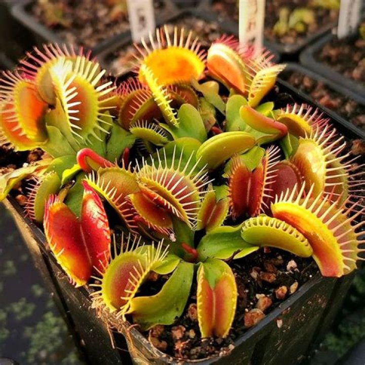 What trophic level is a Venus fly trap