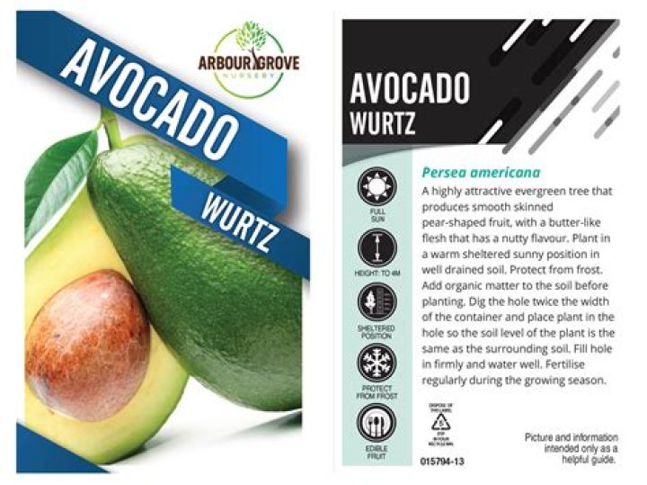 What type is Wurtz avocado