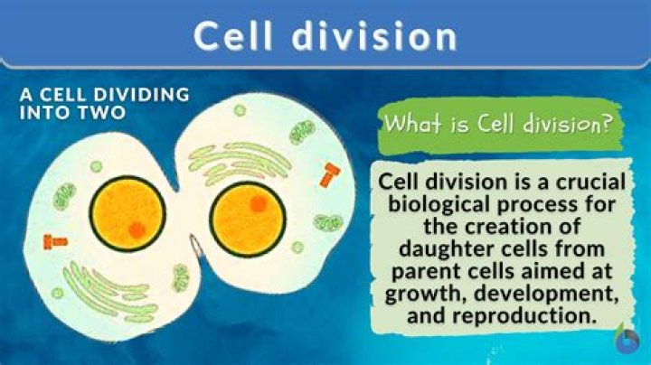 What type of cell is DRIX