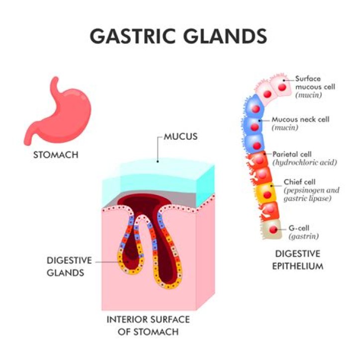 What type of glands are the gastric glands