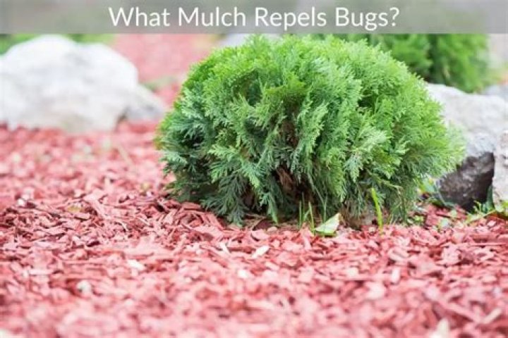 What type of mulch repels bugs