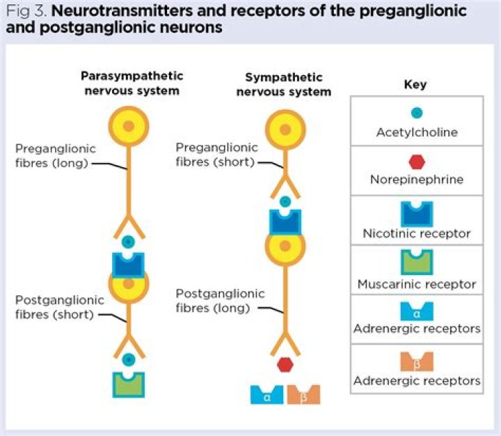 What type of neurotransmitter does an adrenergic fiber release at the synapse