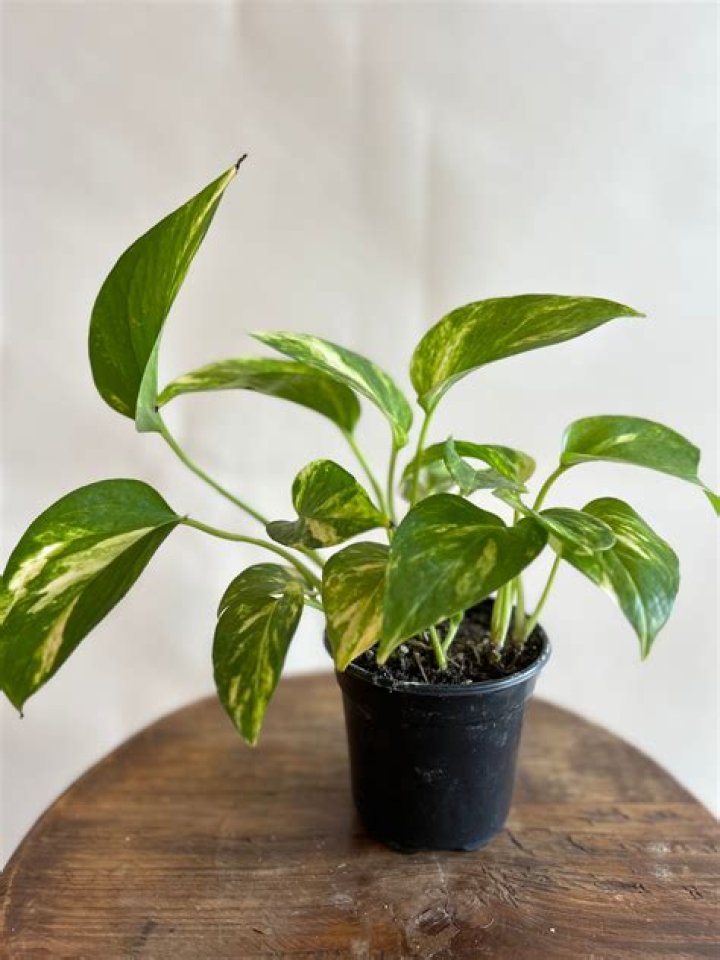 What type of pot is best for pothos