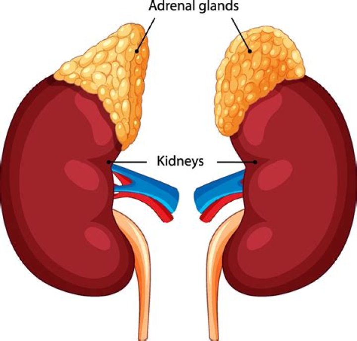 What type of tissue is adrenal gland