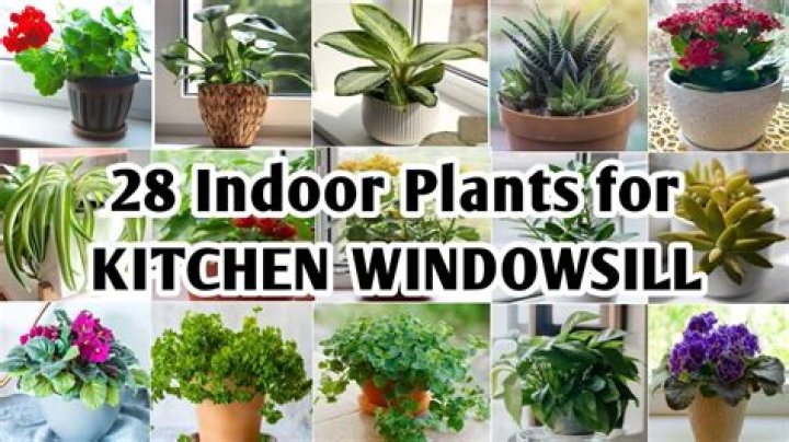 What veg can I grow on a windowsill