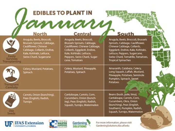 What vegetables grow best in Florida summer