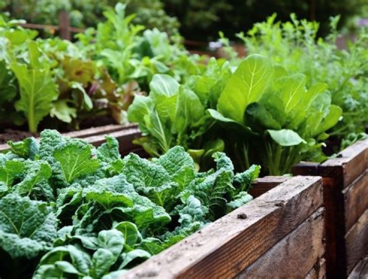 What vegetables grow well in northern California