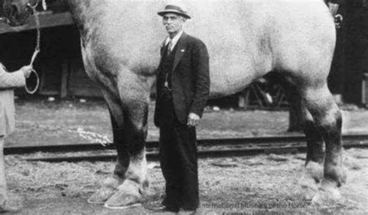 What was the name of the horse in War Horse