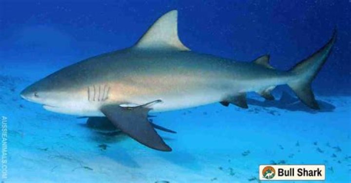 What water temperature do bull sharks live in