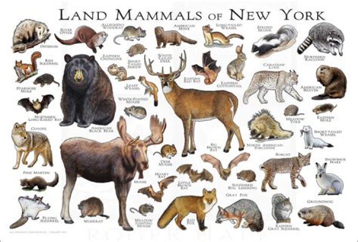 What wild animals live in upstate NY
