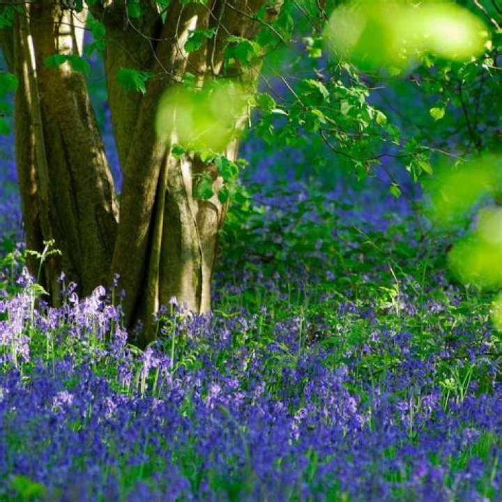 What will kill bluebells