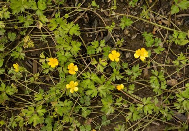 What will kill buttercups