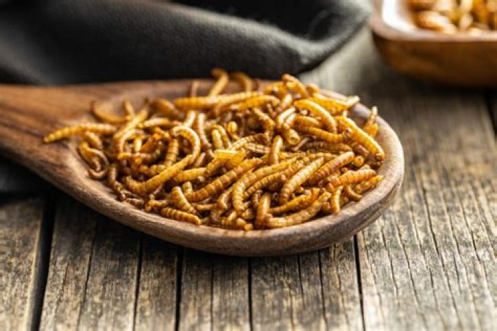 What wood eats worms