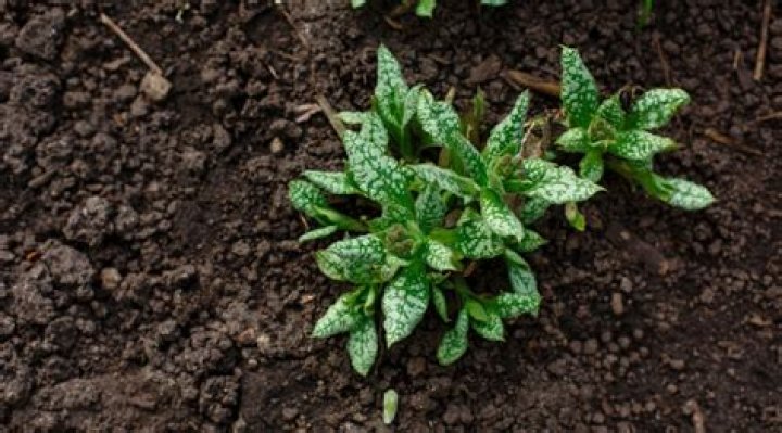 What zone does lungwort grow in