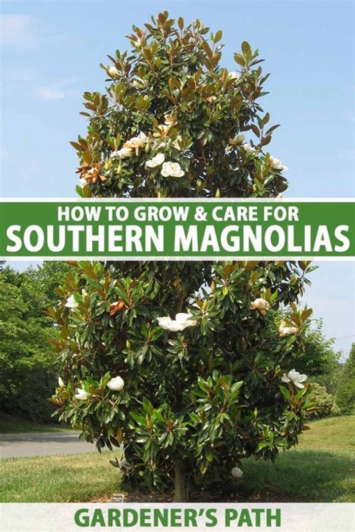 What zones do magnolia trees grow in