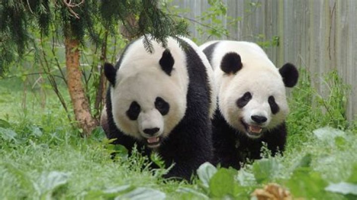What zoos have pandas in USA