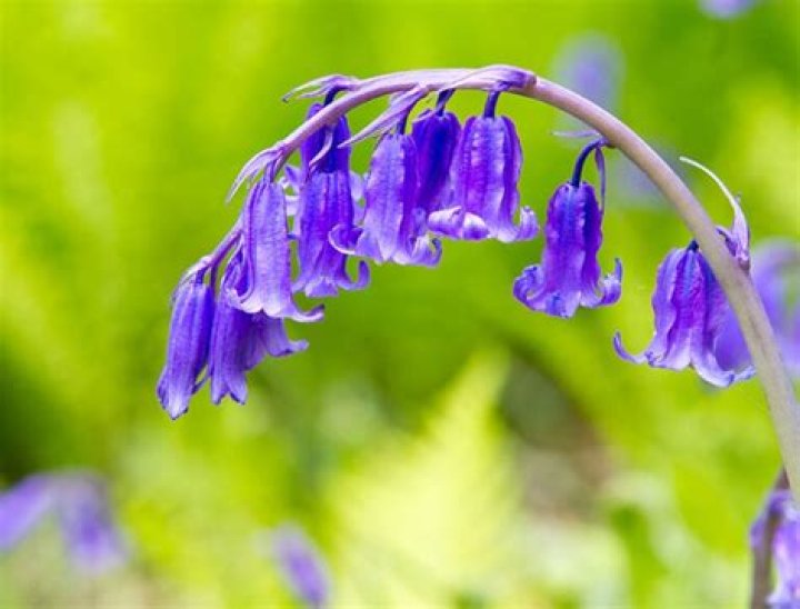 Whats a Blue Bell