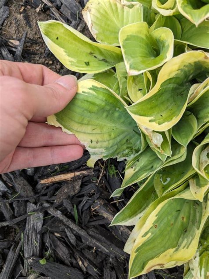 Whats eating my hosta stems