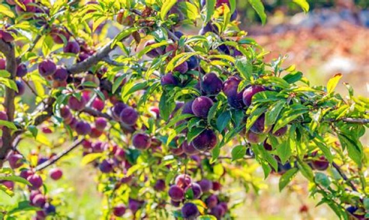 Whats the best fruit tree to grow in Missouri