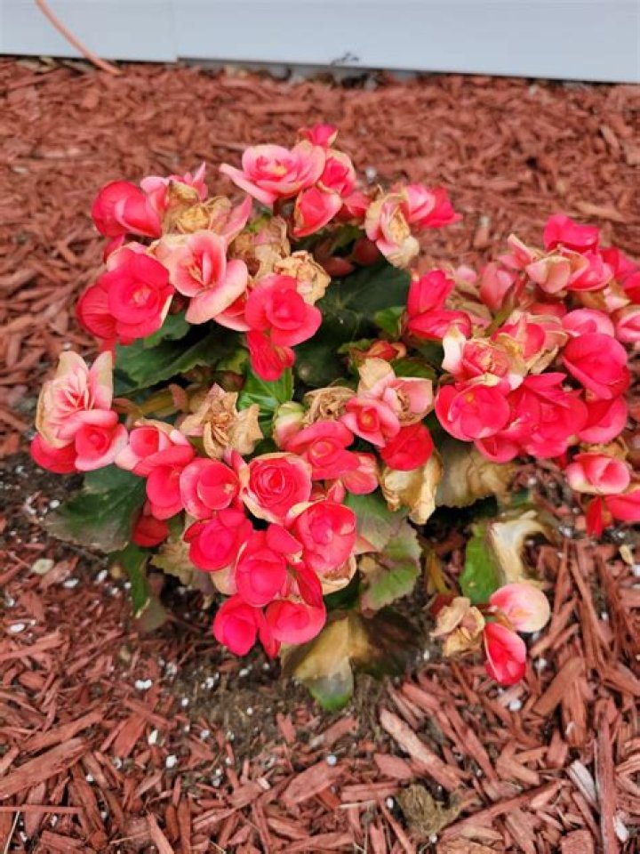 Whats wrong with my begonias