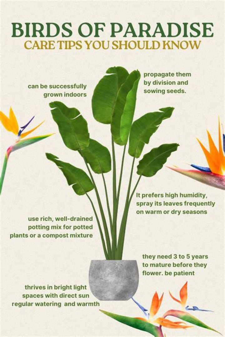 Whats wrong with my bird of paradise plant