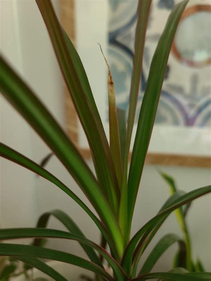 Whats wrong with my dragon tree